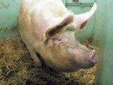 Kradzież świni w gminie Osiek Mały