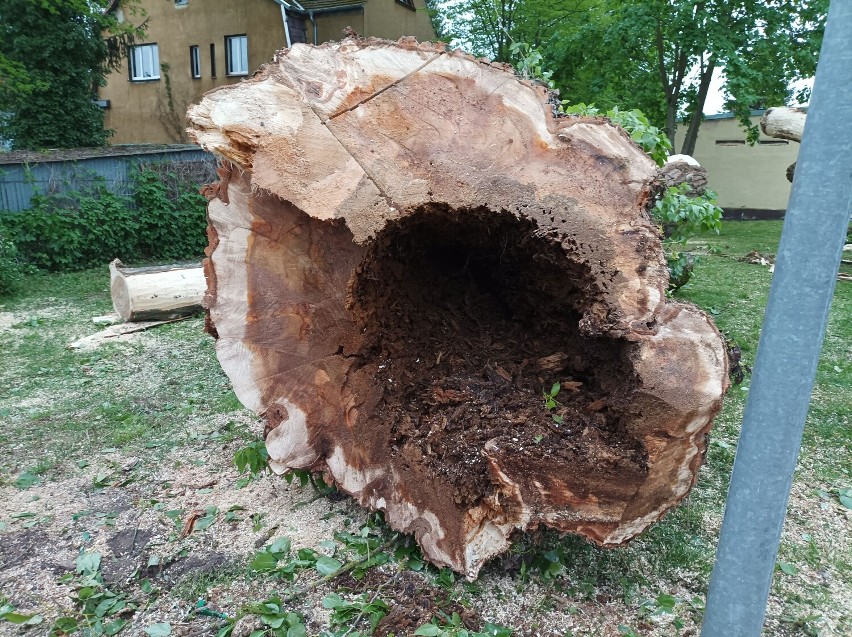 Wycięto wielkie drzewa przed przychodnią w Szczecinku. Kierowcy, uważajcie! [zdjęcia]