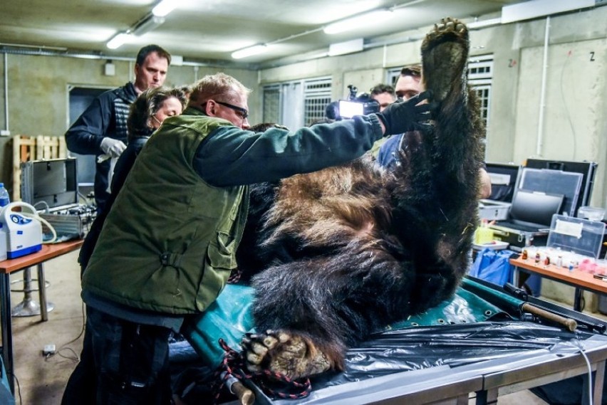 Niedźwiedzie w rękach lekarzy