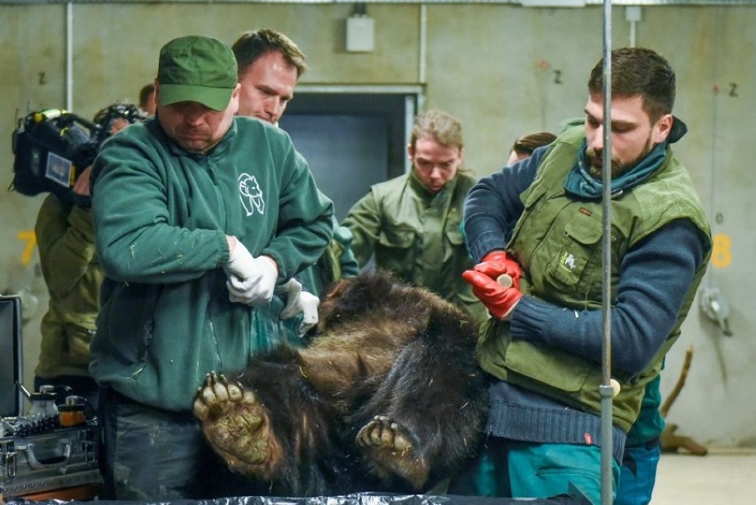 Niedźwiedzie w rękach lekarzy