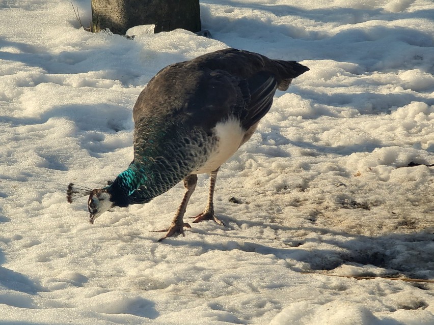 Ogrody w Muszynie kusza nawet zimą. Jak egzotyczne ptaki znoszą śnieg? [ZDJĘCIA]