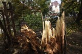 Wrocław: Zginęli z powodu wichury. Zostali przygnieceni przez drzewo, jechali z psem