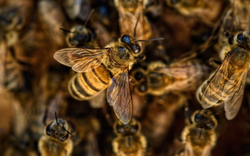 Pszczelarz skarży się na rolnika, który robił opryski na...
