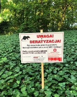 Na poznańskim Sołaczu walczą ze szczurami. W parku Sołackim wyłożone są trutki!