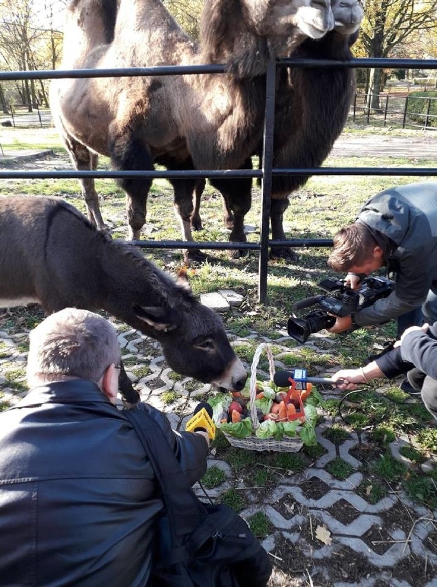 Osiołek Michał ma już 17 lat