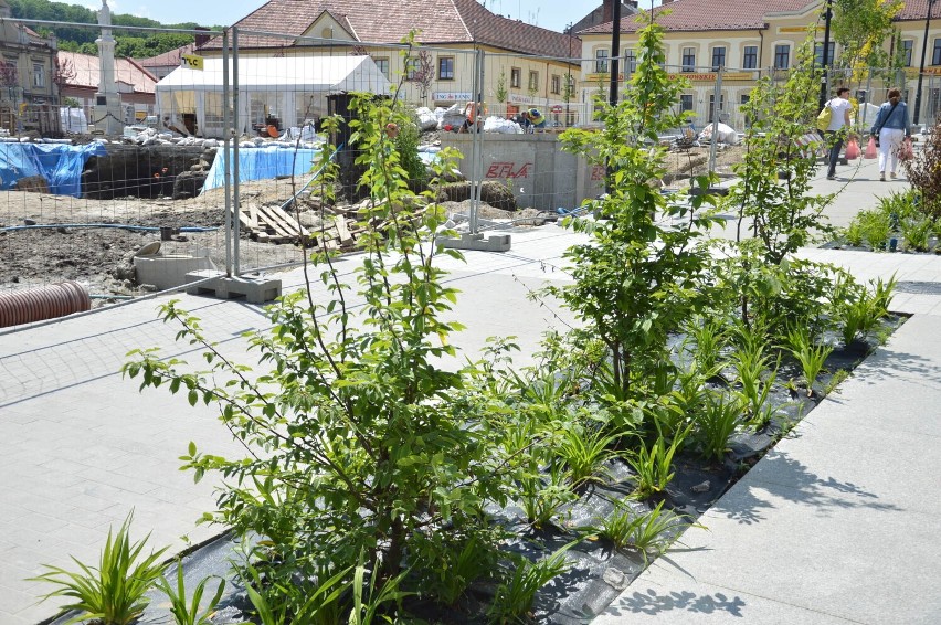 Nowa zieleń, posadzona w Bochni w ramach projektu...