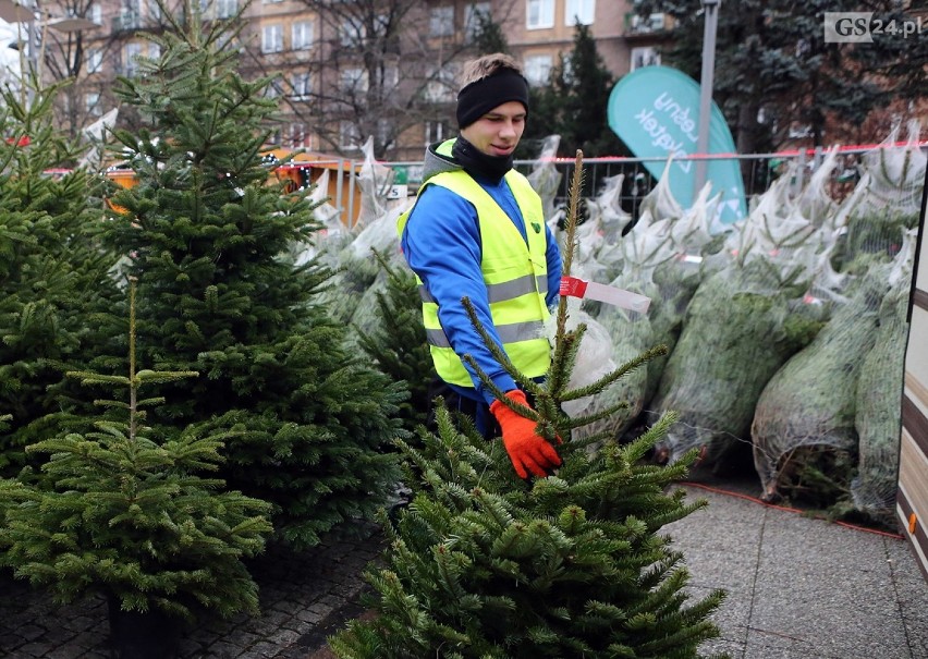 Gdzie w Szczecinie kupimy świąteczne choinki? Jaki mamy wybór i ile kosztują? 