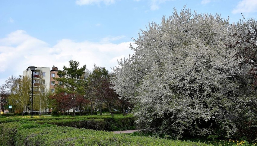 Chełm. Majowy spacer wśród kwitnących wiśni i krzewów. Zobacz zdjęcia