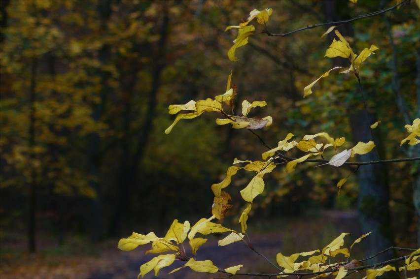 Jesień w podinowrocławskim lesie [zdjęcia]
