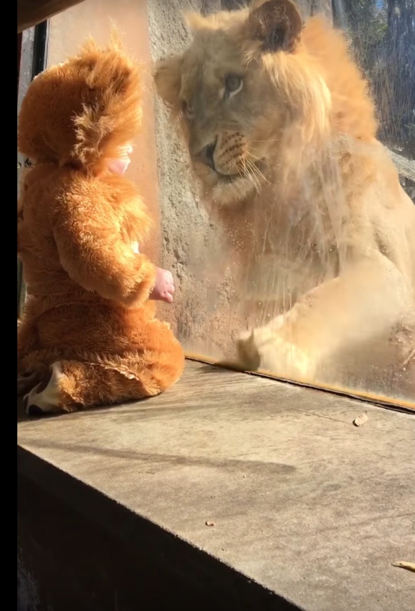 Przebrali dziecko za lwa i wzięli je do ZOO. Reakcja...