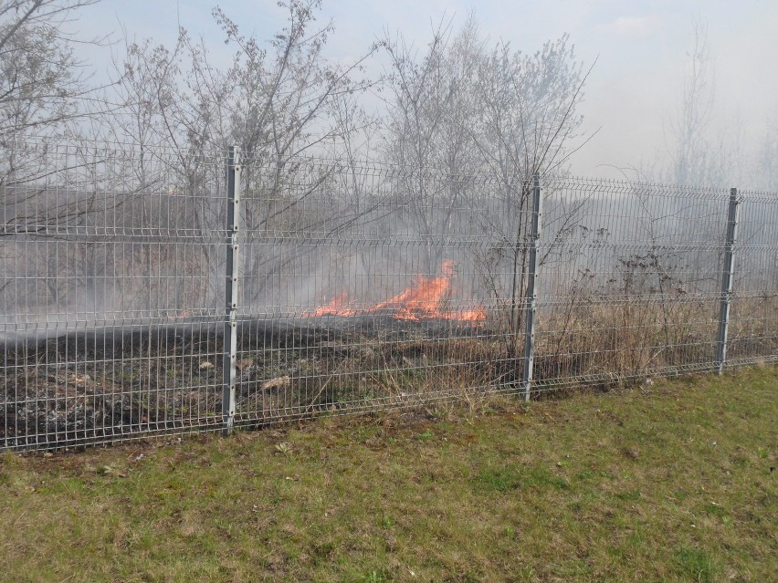 Sosnowiec: Pożar traw w Milowicach. Gasiliśmy ogień wspólnie ze strażakami [WIDEO,ZDJĘCIA]