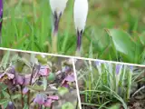 Wiosna w Ogrodzie Botanicznym w Kielcach. Krokusy, przebiśniegi, ciemierniki już kwitną. Zobaczcie na zdjęciach, jak się prezentują