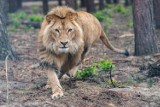Lwy z ukraińskiego zoo trafią do Poznania. To kolejna taka akcja