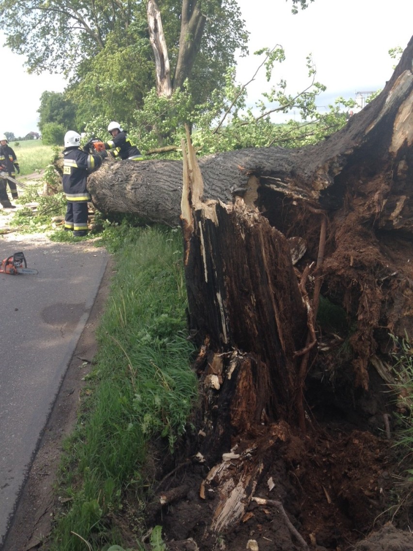 Wypadek w Więckowach: Drzewo spadło na auto