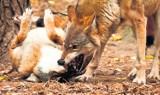 Mieszkańcy Machowej: wilki zagryzły dwa psy