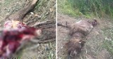 Czy w Kaszczorku grasują wilki? Zagryziona zwierzyna w jednym z gospodarstw