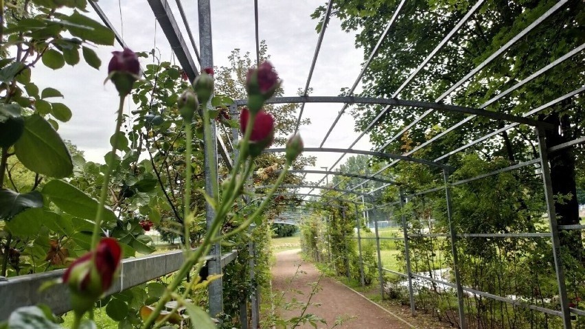 Tak wygląda dziś Park Grabek. Na zdjęciach zobaczycie też,...