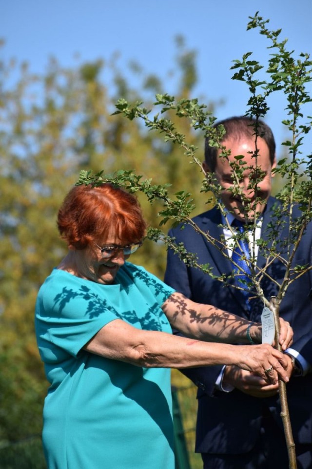 W Wodzisławiu Śl. sadzono nowe drzewa