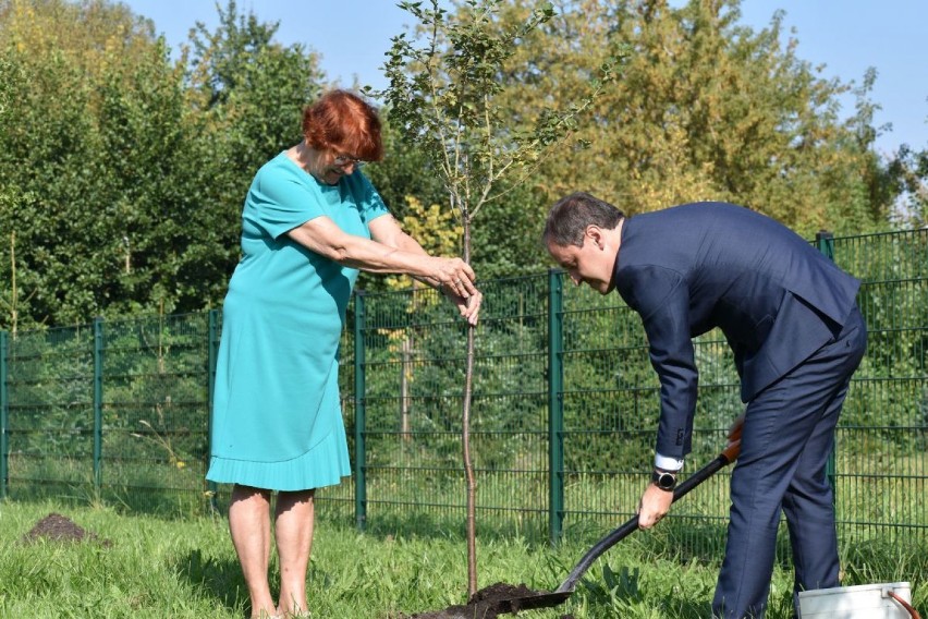 W Wodzisławiu Śl. sadzono nowe drzewa