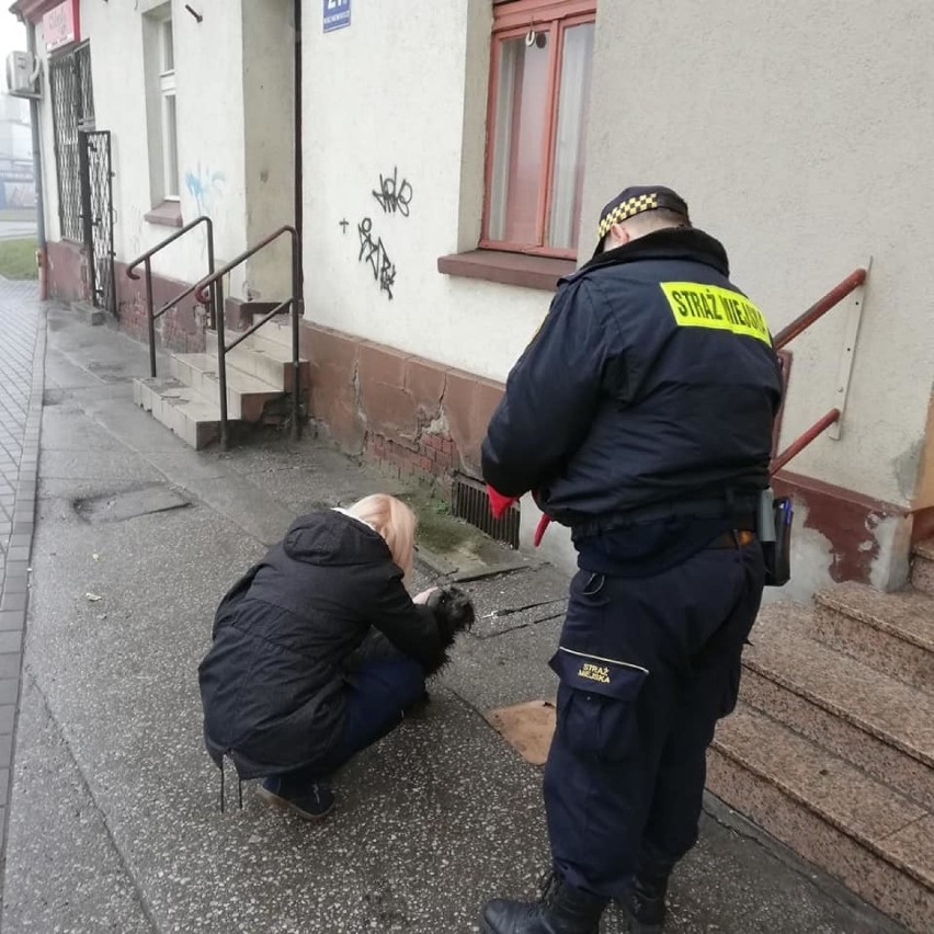 Strażnicy miejscy z Inowrocławia przy ulicy Marcinkowskiego...