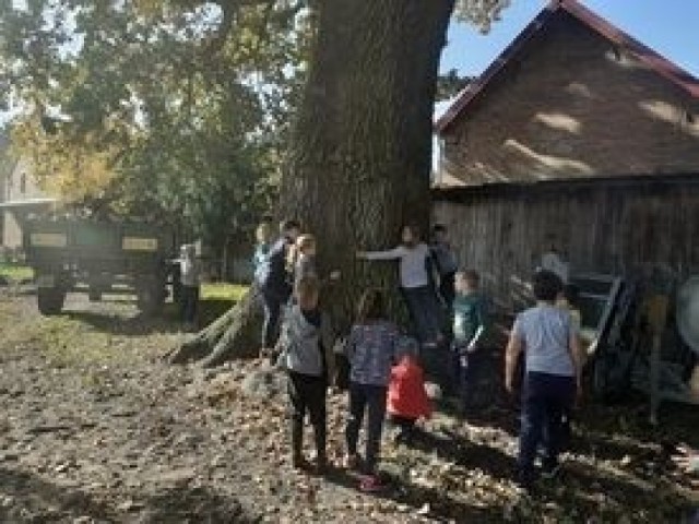Dąb rosnący przed domem w Sierczynku obejmować musiało aż ośmioro dzieci z klasy ich córeczki.