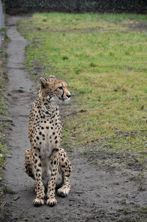 Gepard przysiadł na zielonej trawce i oglądał zwiedzających....