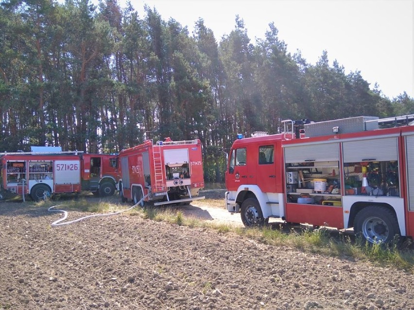 Pożar lasu w Rojkowie. W akcji straż zawodowa i OSP ZDJĘCIA