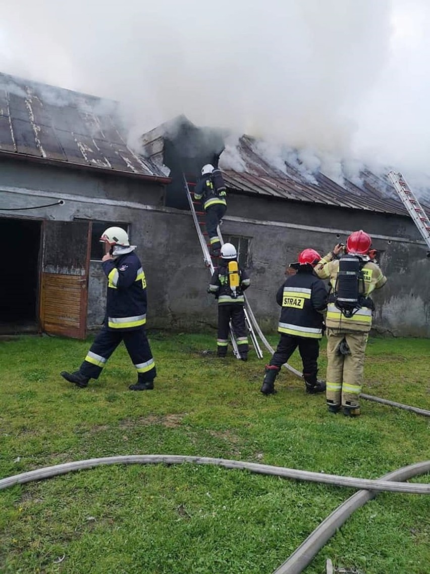 Pożar w Gilwie gasili strażacy z PSP w Kwidzynie, OSP...