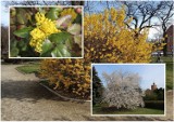 Piękna wiosna w Głogowie. Zakwitły krzewy i drzewa, robi się coraz bardziej zielono. Zdjęcia