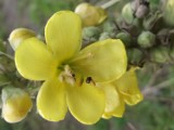 Żółte kwiaty dziko rosnące. Żółte kwiaty na łące poznaj ich nazwy [Zdjęcia]