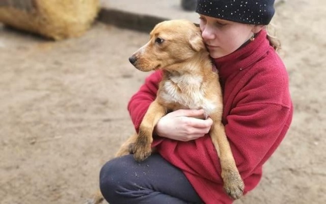 Pomożecie? Oni pomagają od lat. Dziś sami są w wielkim kryzysie, a wraz z Fundacja - 70 zwierząt w azylu w Radominie (powiat golubski).