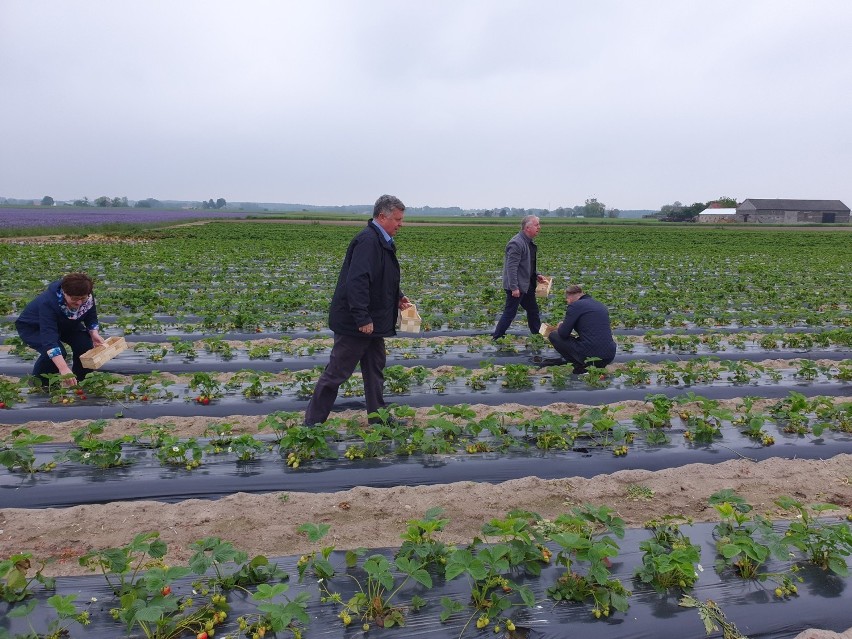 Ministrowie rolnictwa zbierali truskawki na plantacji w Witkowie. Dlaczego? 