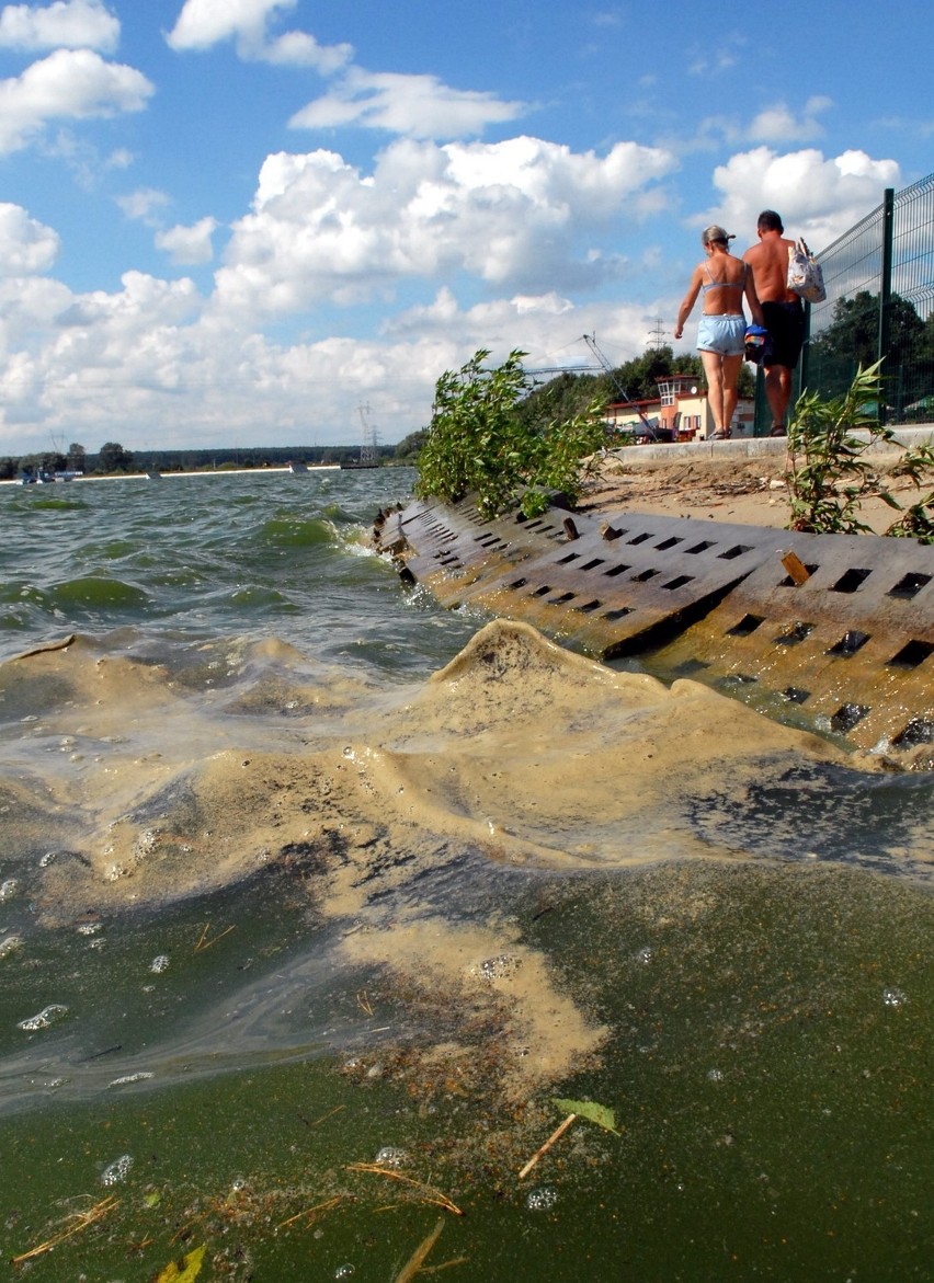 Sinice w Zalewie Zemborzyckim nie przeszkadzają lublinianom (zdjęcia)