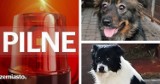 Funkcjonariusze policji z Rudy Śląskiej zabrali właścicielce osiem zaniedbanych psów! Kobieta brutalnie znęcała się nad zwierzętami