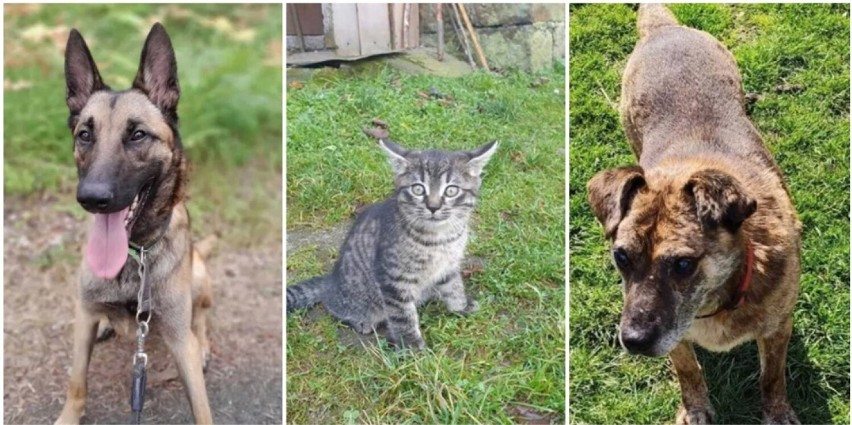 Te zwierzęta czekają na adopcję. Zobacz jakie psy i koty szukają nowego domu!