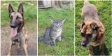Te zwierzęta czekają na adopcję. Zobacz jakie psy i koty szukają nowego domu! ZDJĘCIA