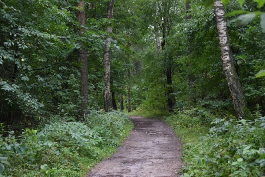 Ponad 350 podpisów pod petycją w sprawie Lasu Paprockiego w...