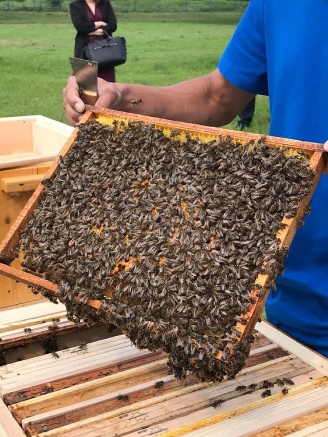 Jest to pierwsza miejska pasieka w Rzeszowie. Kolejna powstaje na dachu Galerii Rzeszów. Za „Pasiekę  w sercu miasta” odpowiadają pszczelarze Rafał i Maciej Szelowie. Na podobny pomysł wpadli w Krośnie, gdzie na dachu galerii handlowej "VIVO!" w środę zbierano już pierwsze słoiki. Coraz więcej miast decyduje się ulokowanie na żółto-czarnych mieszkańców na dachach urzędów, czy właśnie galeriach handlowych.