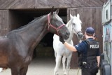 Gmina Darłowo: Policjanci na koniach pilnują porządku [ZDJĘCIA]