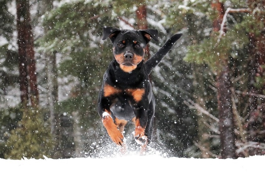 9. ROTTWEILER
Natura rottweilerów sprawia, że doskonale...