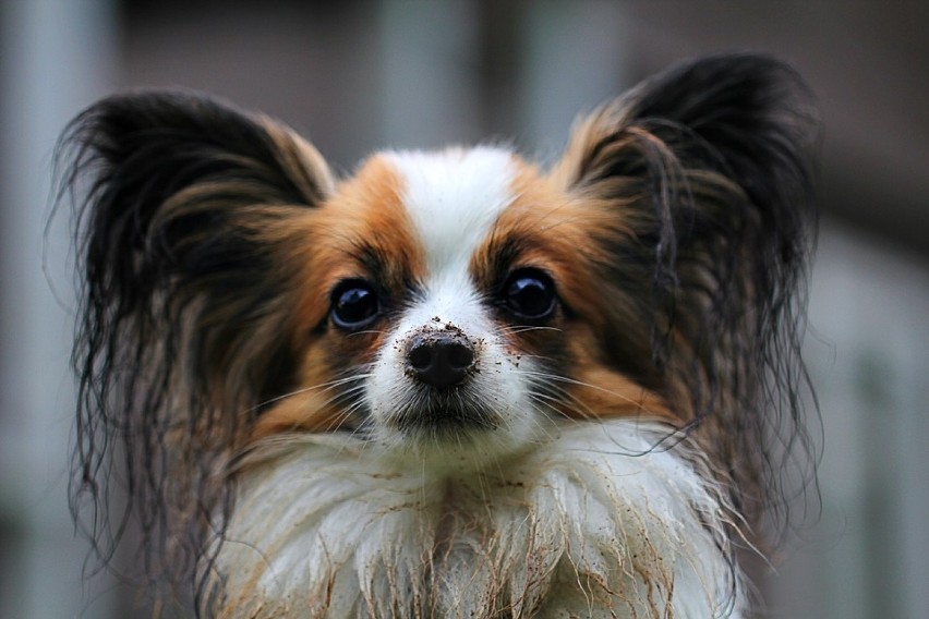 8. PAPILLON
Należą do grupy psów ozdobnych i towarzyskich....