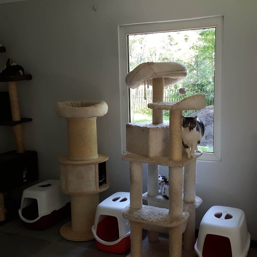 Zduńskowolska fundacja chce uruchomić inkubator dla kocich...