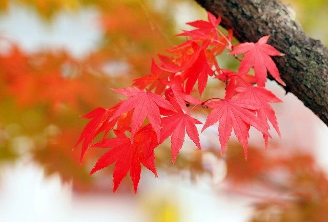 Niektóre drzewa i krzewy pełnię urody prezentują jesienią, gdy ich liście przebarwiają się.