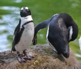 Dzień pingwina w łódzkim ZOO [PROGRAM]