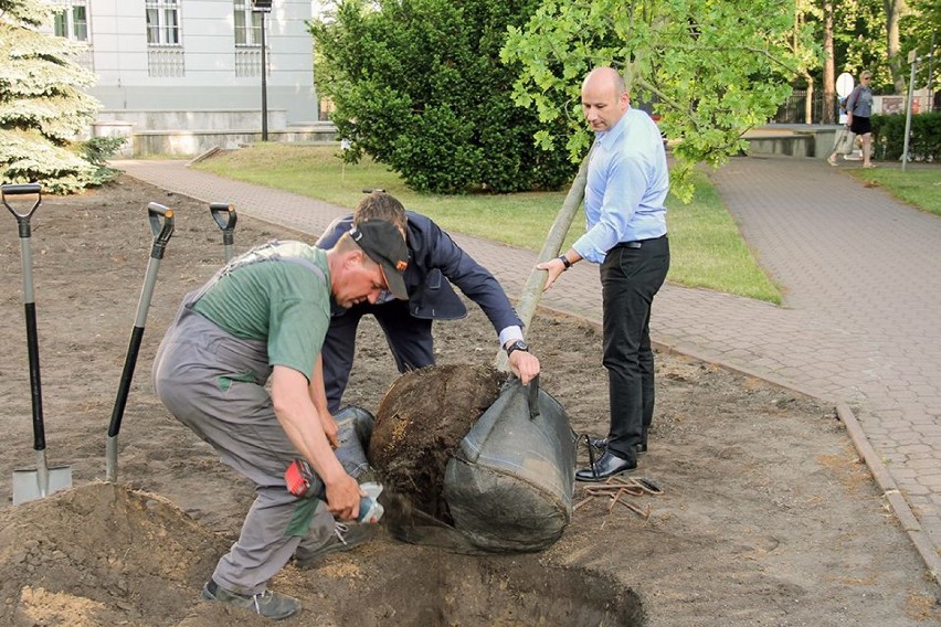 Gdzie posadzonych zostanie 99 dębów. Ruszyły konsultacje...