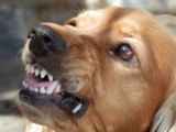 Pies odgryzł dziecku ucho. 6-latek trafił do szpitala w Bydgoszczy