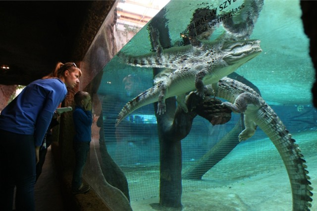 Afrykarium działa jak magnes - przyciąga tłumy do wrocławskiego zoo