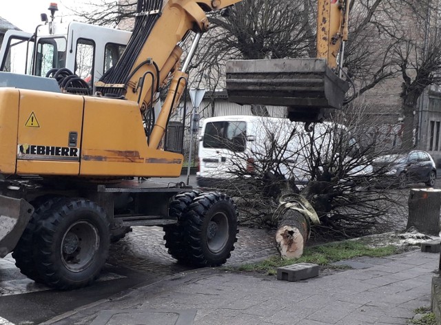 Rozpoczęto wycinkę drzew przy ul. Sienkiewicza