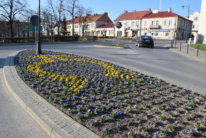 Wiosenny Pińczów zachwyca swoim urokiem. Nawet w czasach...