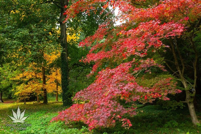 Jesienny wypad w Łódzkiem. Najpiękniejsze widoki są teraz w Arboretum w Rogowie [ZDJĘCIA]